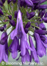 Agapanthus 'Black Pantha'